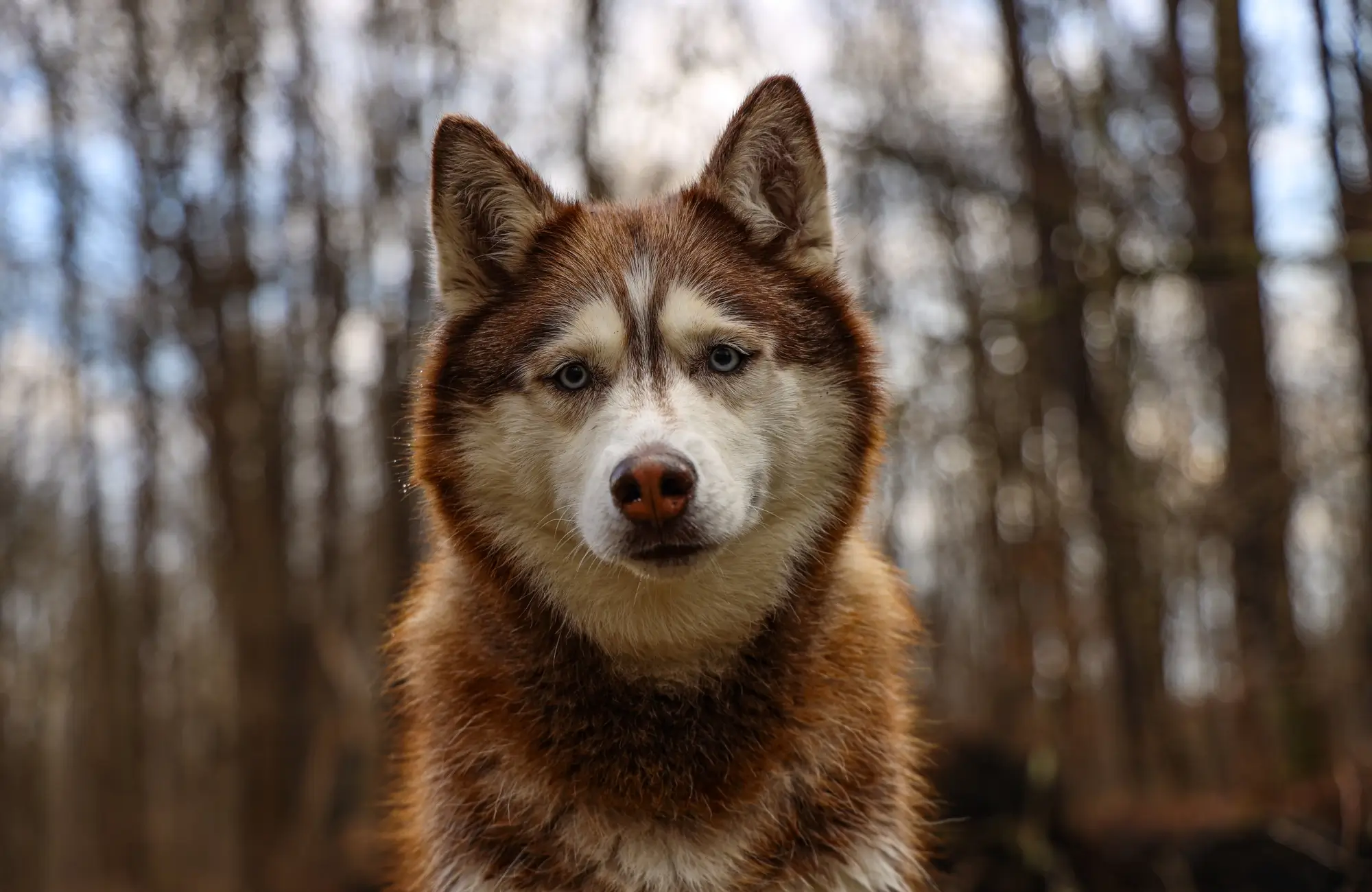 280+ Brown Husky Names: Funny and Catchy Ideas