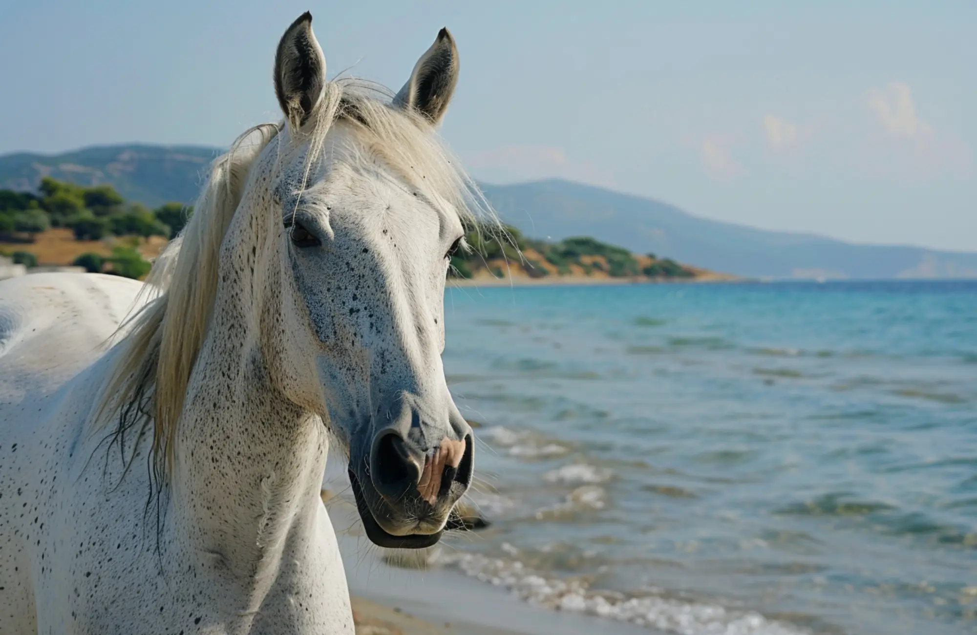 200+ Greek Horse Names: From Myths to Legends